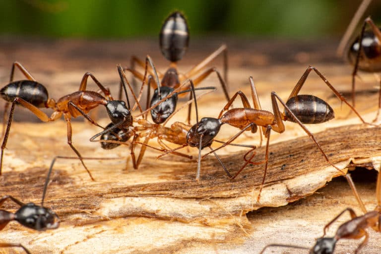 College Station Carpenter Ant Control