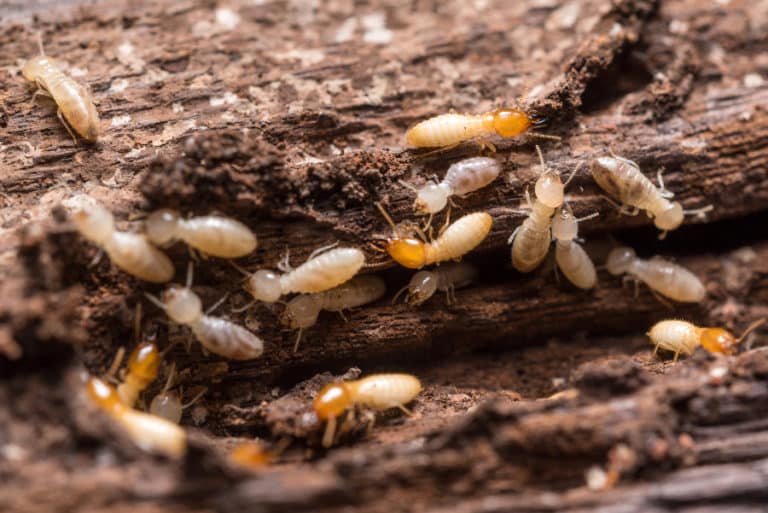 College Station Termite Control